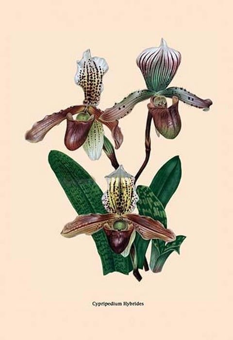 Orchid: Cypripedium Hybrides - Art Print