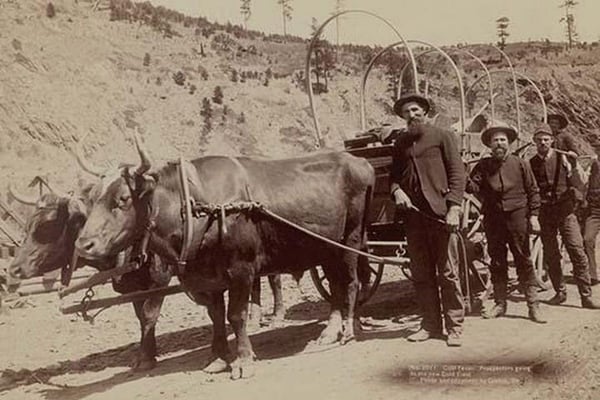 Gold Fever. Prospectors going to the new Gold Field by John C.H. Grabill - Art Print