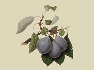 Imperial Plum by William Hooker - Art Print