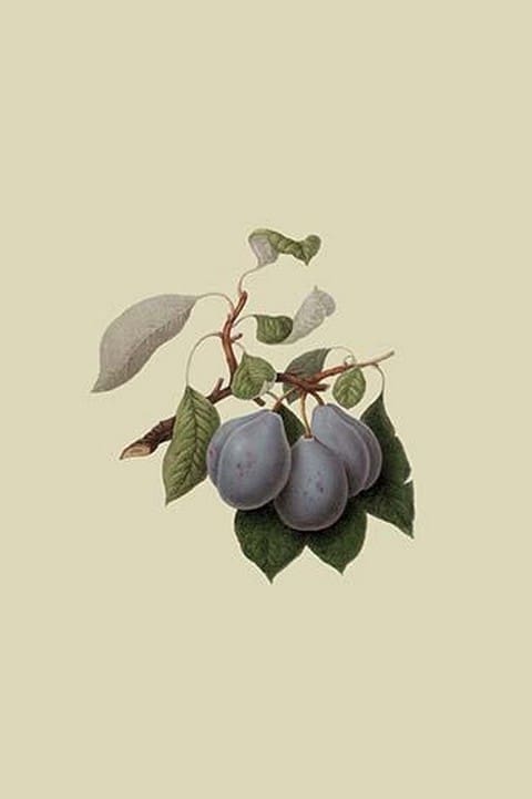 Imperial Plum by William Hooker - Art Print
