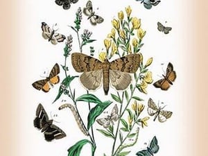 Moths: Pericyma Albidentaria