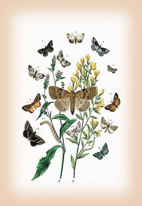 Moths: Pericyma Albidentaria