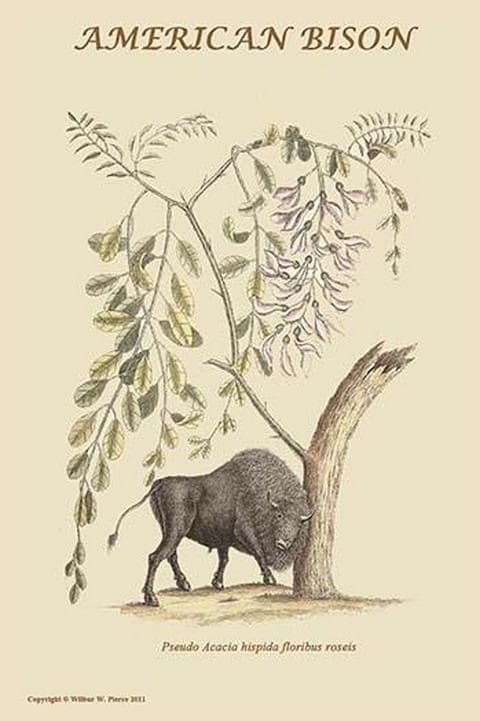 American Bison by Mark Catesby - Art Print