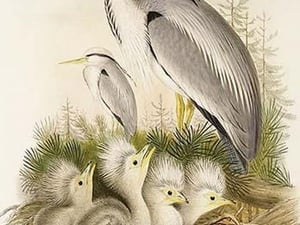 Heron Family by John Gould - Art Print