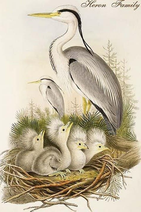 Heron Family by John Gould - Art Print