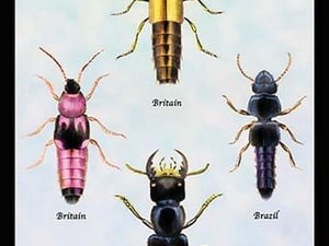 Beetles from Britain