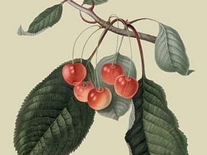 Elton Cherry by William Hooker - Art Print