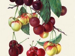 Cherry Gallery - Art Print