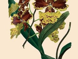 Orchid: Oncidium Mantinii - Art Print