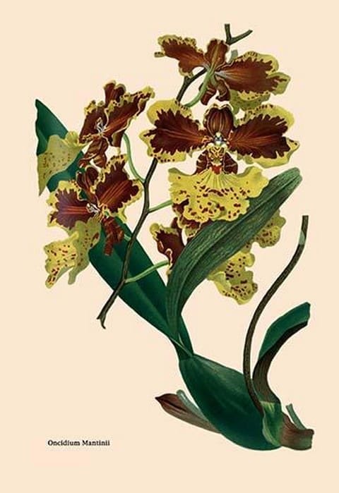 Orchid: Oncidium Mantinii - Art Print