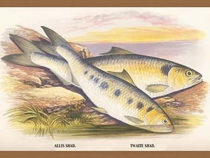 Allis Shad and Twaite Shad by A.F. Lydon - Art Print