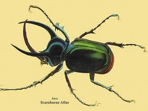 Beetle: Scarabaeus Atlas of Java #2 by Sir William Jardine - Art Print