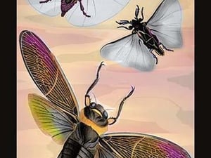 Three Insects in Flight by James Duncan - Art Print