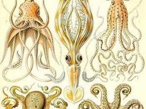 Cephlopods by Ernst Haeckel - Art Print