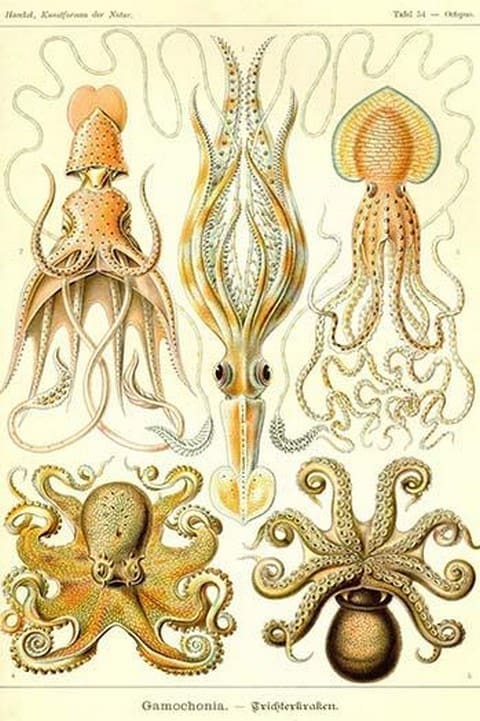 Cephlopods by Ernst Haeckel - Art Print