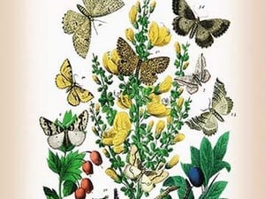 Moths: Selenia Bilunaria