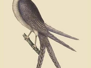 Swallow Tail Hawk by Mark Catesby #2 - Art Print