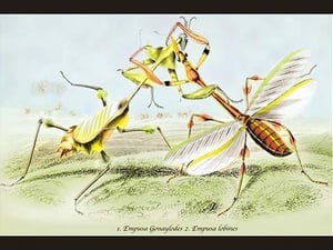 Insects: Empusa Gonaylodes and E. Lobines by James Duncan - Art Print