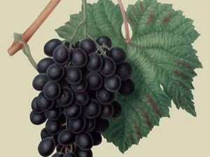 Black Prince Grape by William Hooker - Art Print