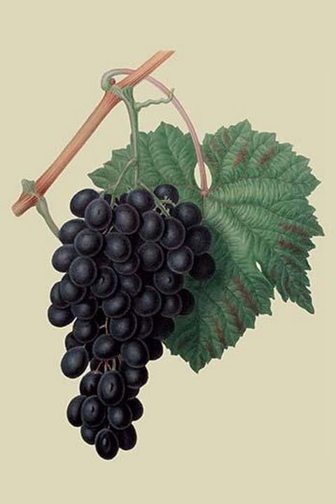 Black Prince Grape by William Hooker - Art Print