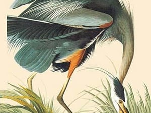 Great Blue Heron by John James Audubon - Art Print