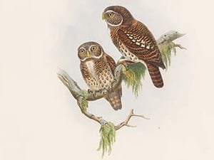 Athene Brodiei - Brodie's Owlet by John Gould - Art Print