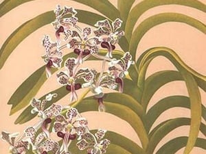Vanda Suavis by Henry George Moon - Art Print