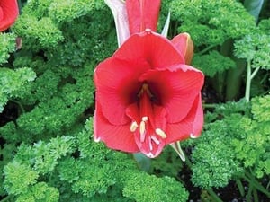 The Red Flower by Jason Pierce - Art Print