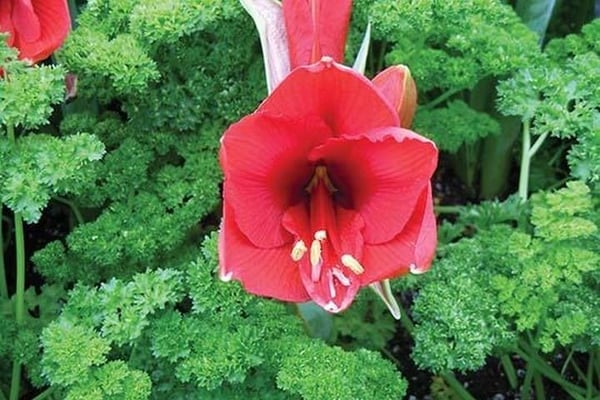 The Red Flower by Jason Pierce - Art Print
