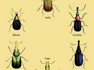 Beetles From Around the World #2 by Sir William Jardine - Art Print