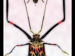 Beetles: Acrocinus Longimanus and Lamia Subocellata by Sir William Jardine - Art Print