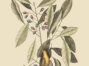 Yellow Titmouse by Mark Catesby #2 - Art Print
