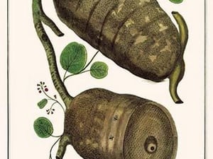Bee Hives by Albertus Seba - Art Print