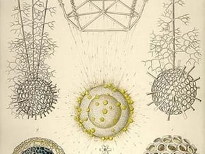 Ethmosphaera siphonophora