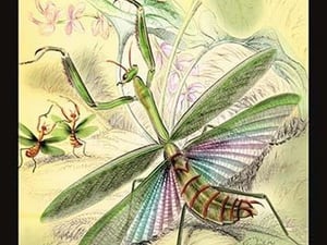 Insects: Mantis Religiosa by James Duncan - Art Print