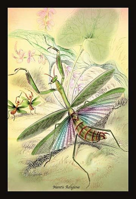 Insects: Mantis Religiosa by James Duncan - Art Print