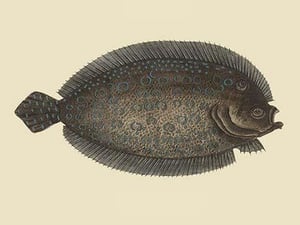 Sole by Mark Catesby - Art Print