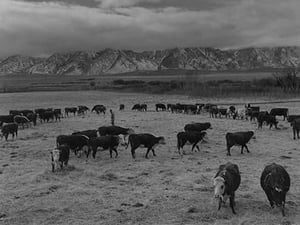 Cattle in south farm by Ansel Adams #2 - Art Print