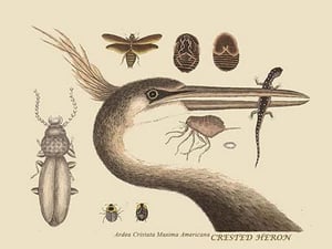 Large Crested Heron by Mark Catesby #2 - Art Print