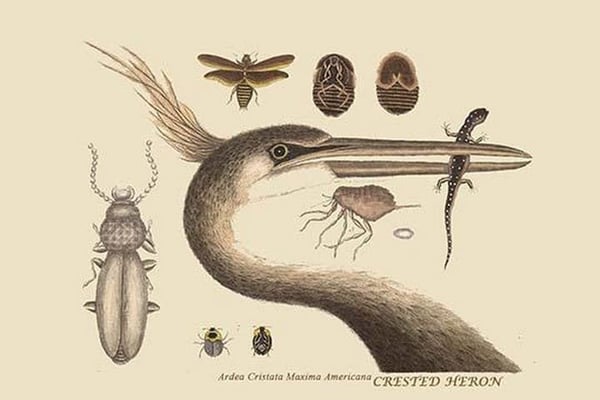 Large Crested Heron by Mark Catesby #2 - Art Print