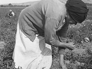 Mexican migrant woman harvesting tomatoes by Dorothea Lange - Art Print