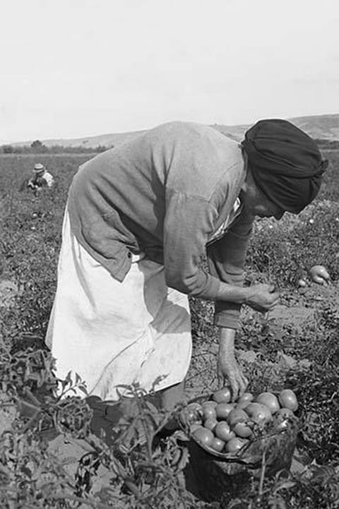 Mexican migrant woman harvesting tomatoes by Dorothea Lange - Art Print