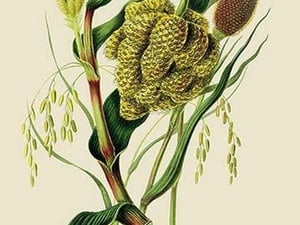 Grains in Guzerat #2 by J. Forbes - Art Print