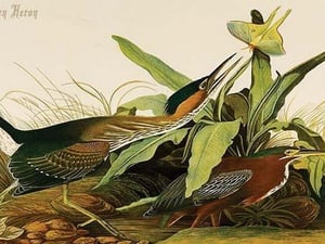 Green Heron by John James Audubon - Art Print