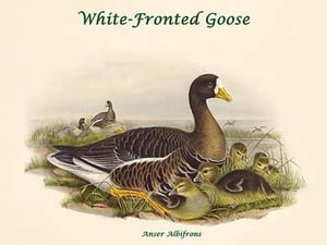 Anser Albifrons - White-Fronted Goose by John Gould - Art Print