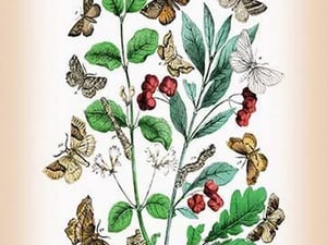 Moths: Pericallia Syringaria