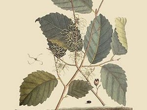 Centipede by Mark Catesby #2 - Art Print