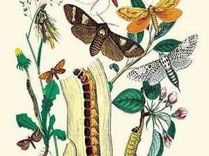 Moths: C. Ligniperda