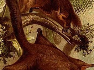 East Indian Flying Squirrel by Friedrich Wilhelm Kuhnert - Art Print