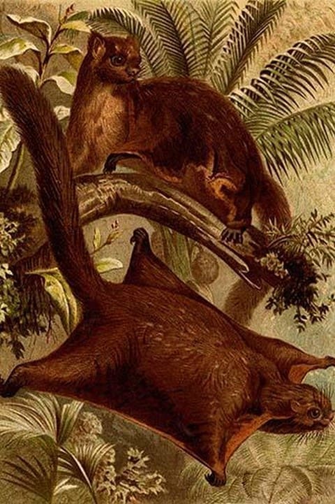 East Indian Flying Squirrel by Friedrich Wilhelm Kuhnert - Art Print